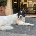 ローマ犬
